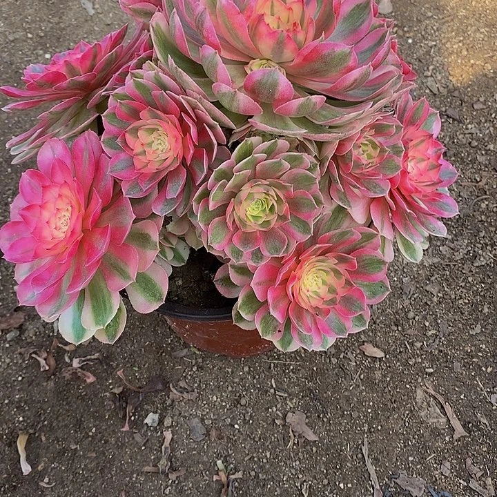 多肉植物倾城109多肉