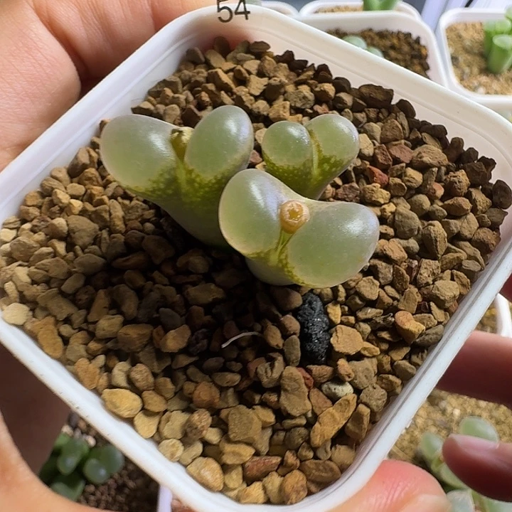 多肉.........54........