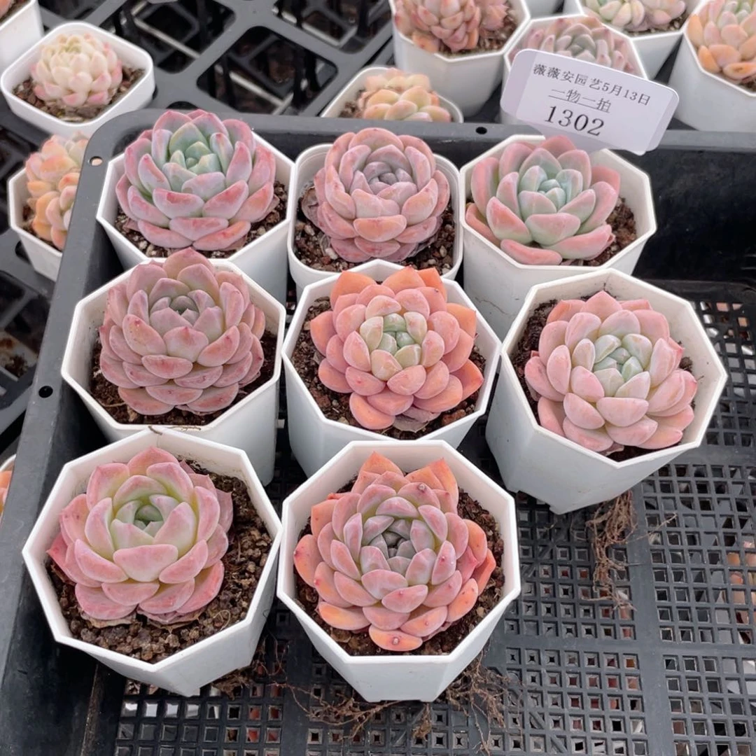 薇薇安园艺多肉1302