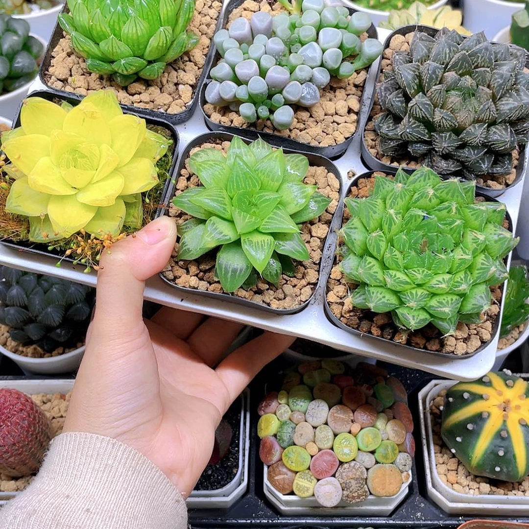 玉露六件套多肉，原盆