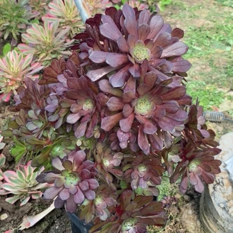 铜壶花脸母本多肉植物091