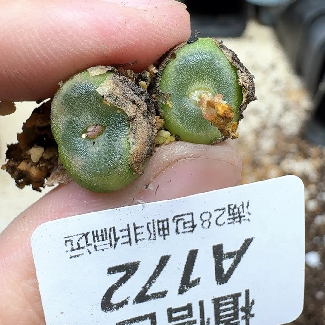 多肉植物的润泽多肉植物