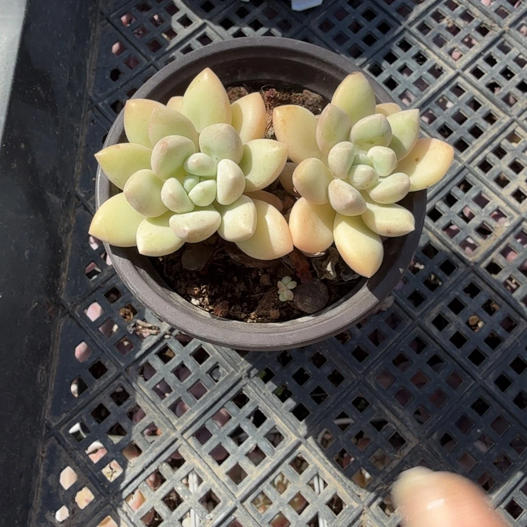 奶油泡泡堂多肉植物
