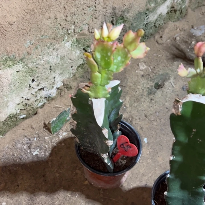 小***哥当前无花栽培后可以开花082  68