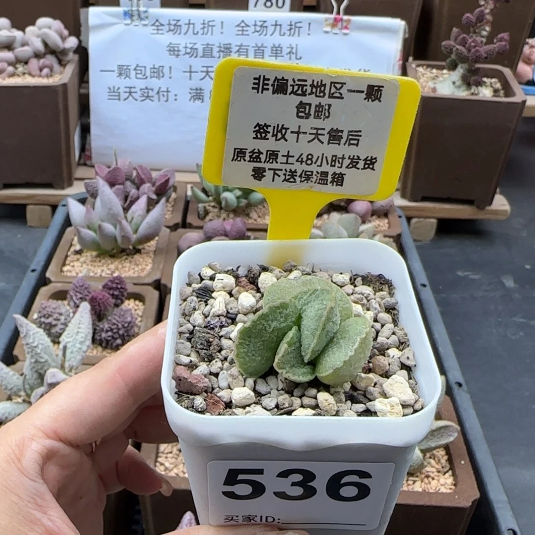 536爱丽丝多肉植物