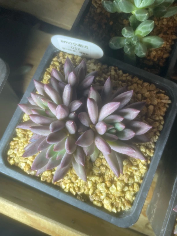 冰醉挑选车厘子多肉