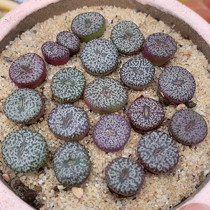 23533样本安贞一颗