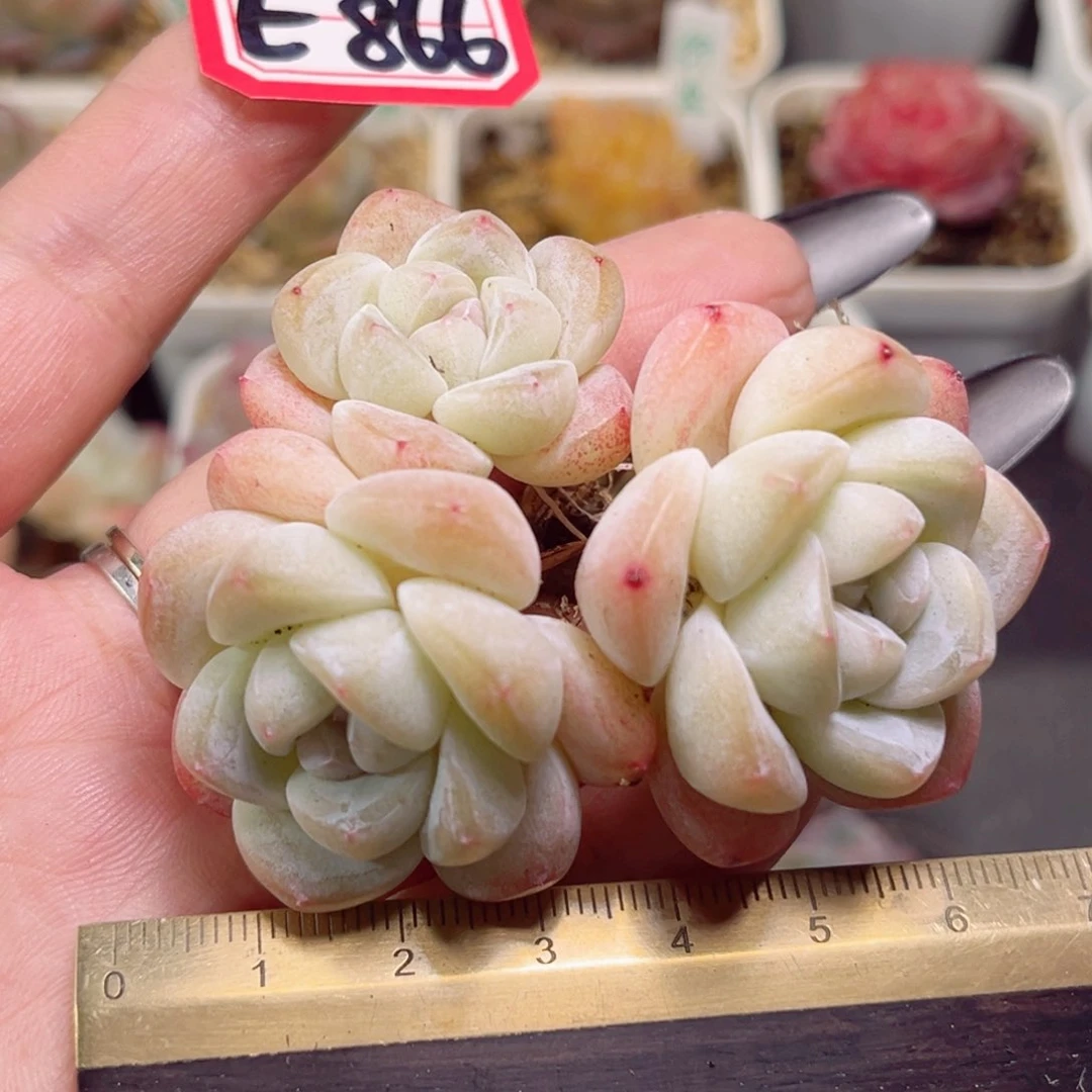 E866一物一拍 冰玉老桩