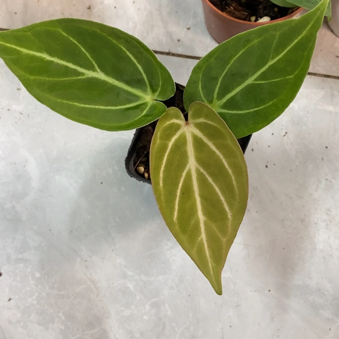不开花植物kos杂小苗