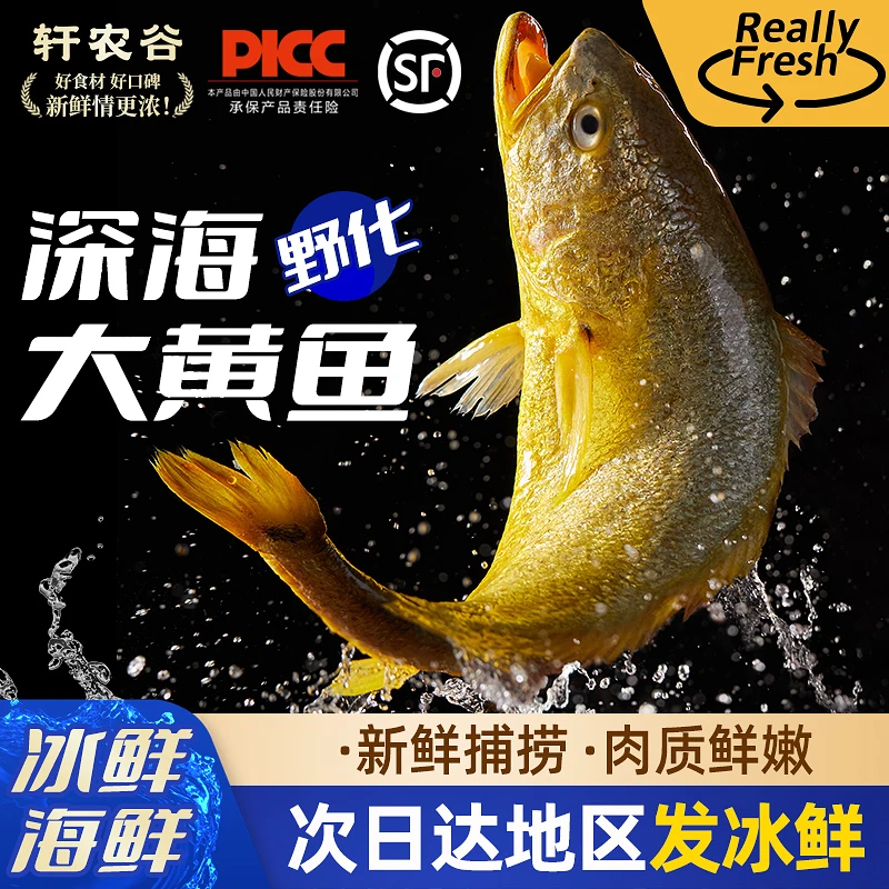 「【开渔季抢鲜】深海野化大黄鱼舟山冰鲜黄花鱼新鲜东海大黄鱼」