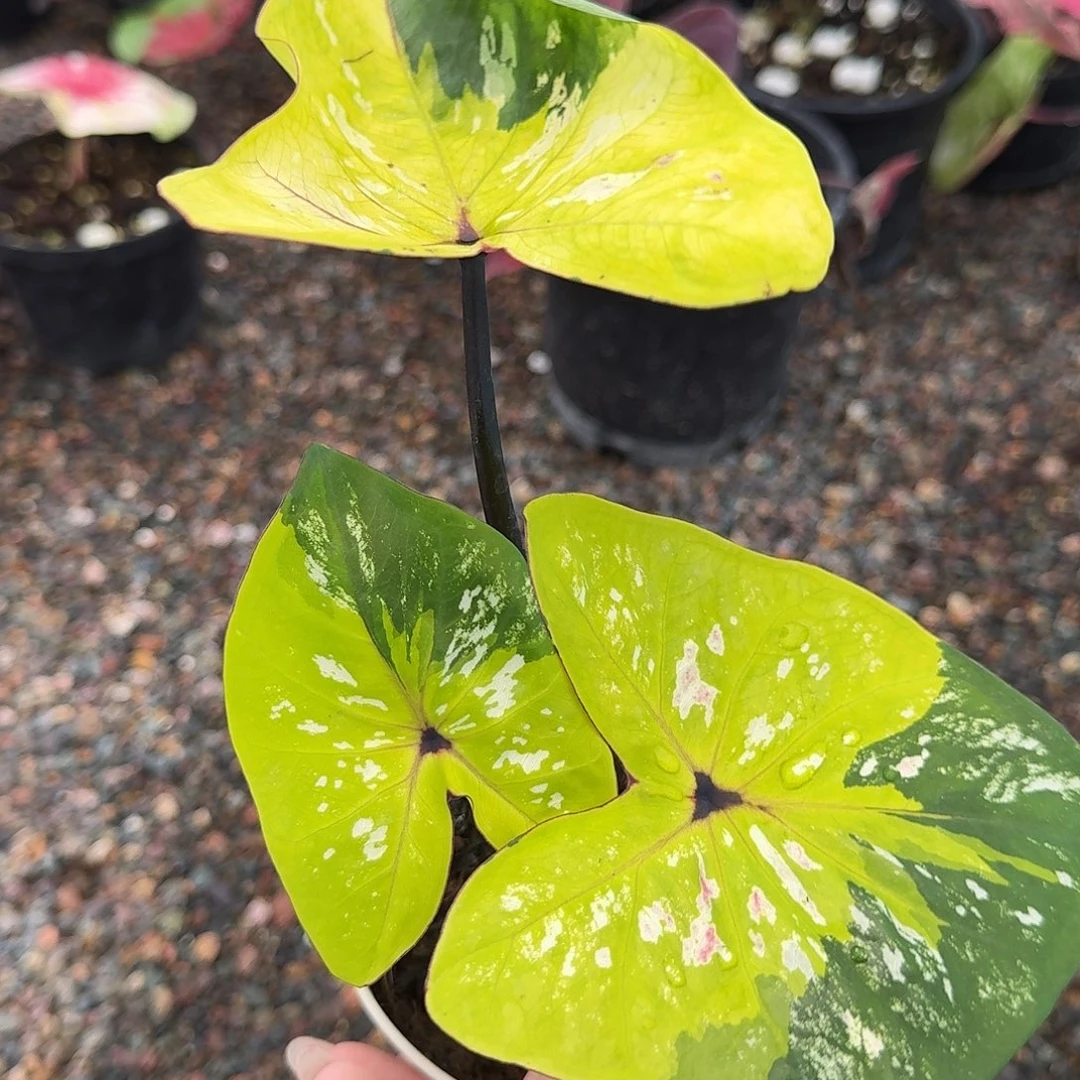 完全开放Q234大黄蜂