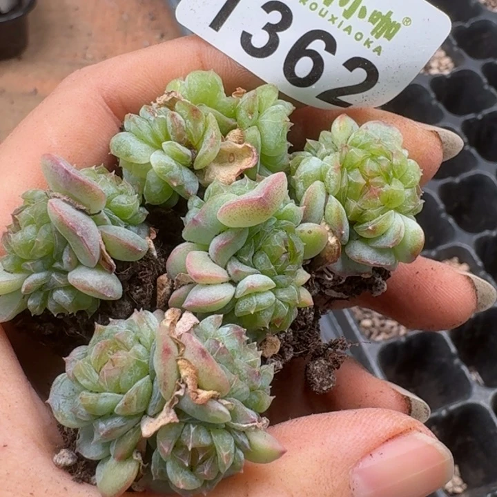 无花朵多肉植物多肉植物