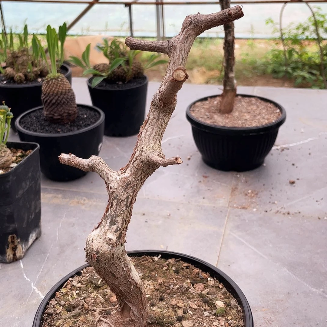 66666666666666666666