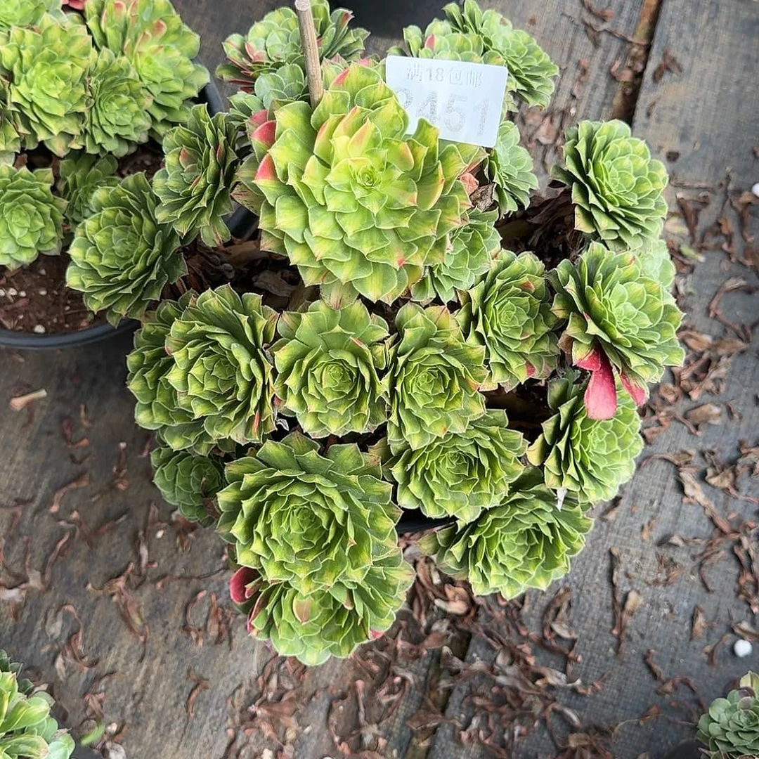 451 知否多肉植物带根