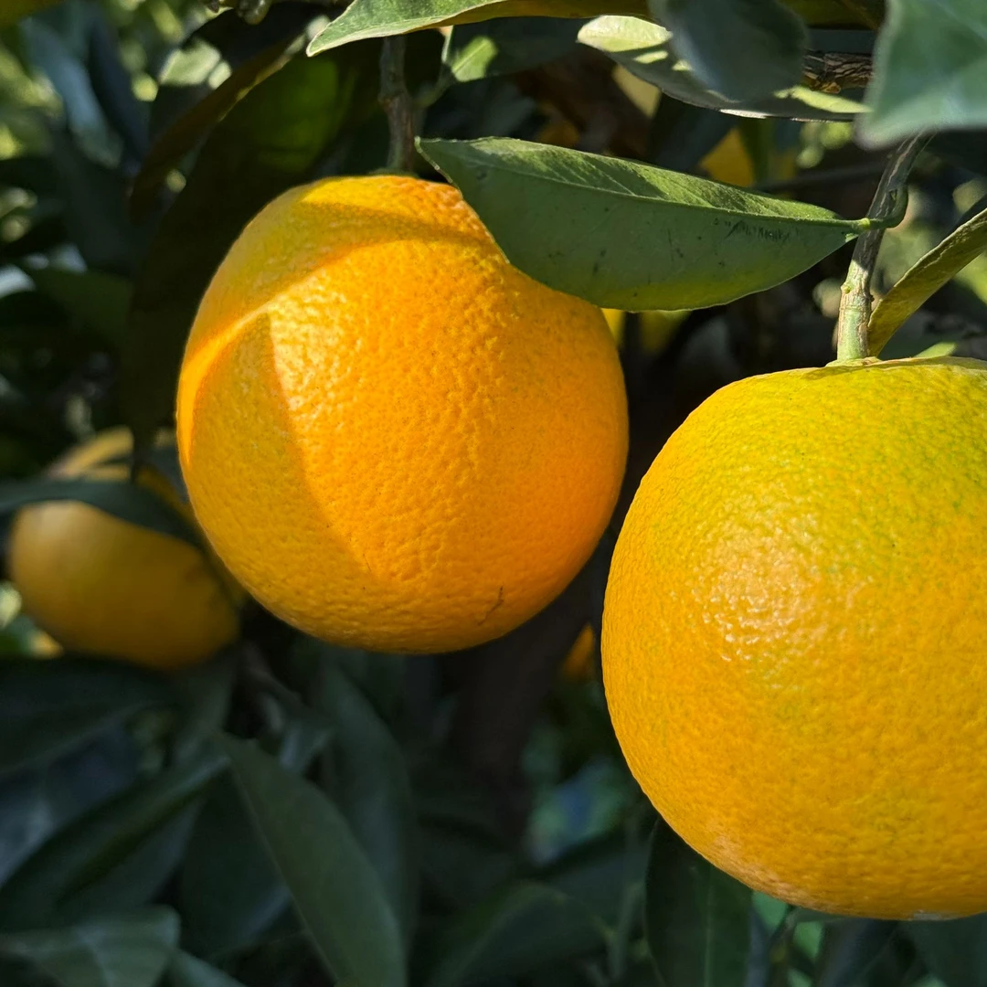 （大果）【哀牢山冰糖橙】哀牢山冰糖橙 现采现发（外观有花不影响）
