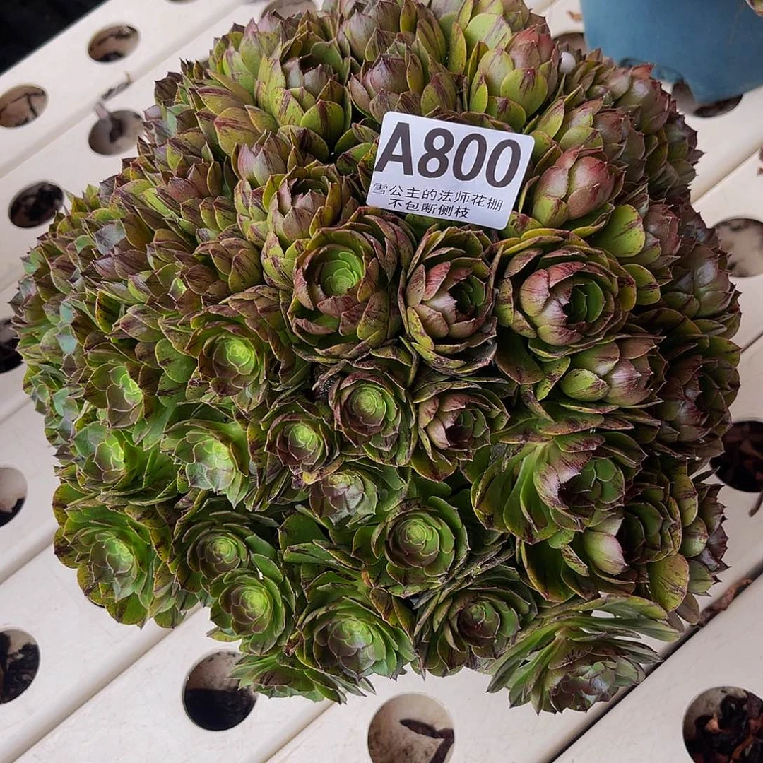 法师法师3–43包邮法师