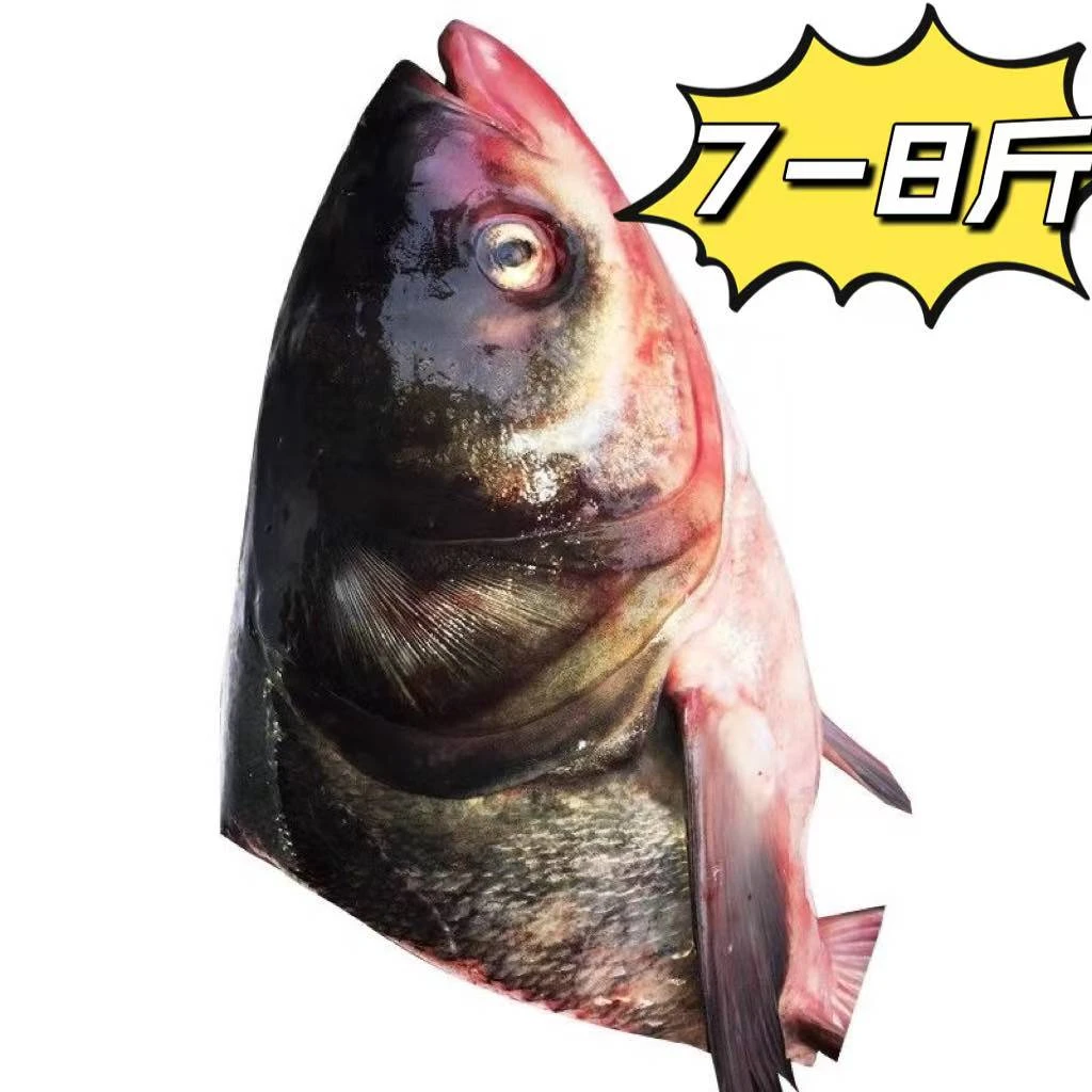 东北花鲢鱼头7-8斤一个去腮净重发货