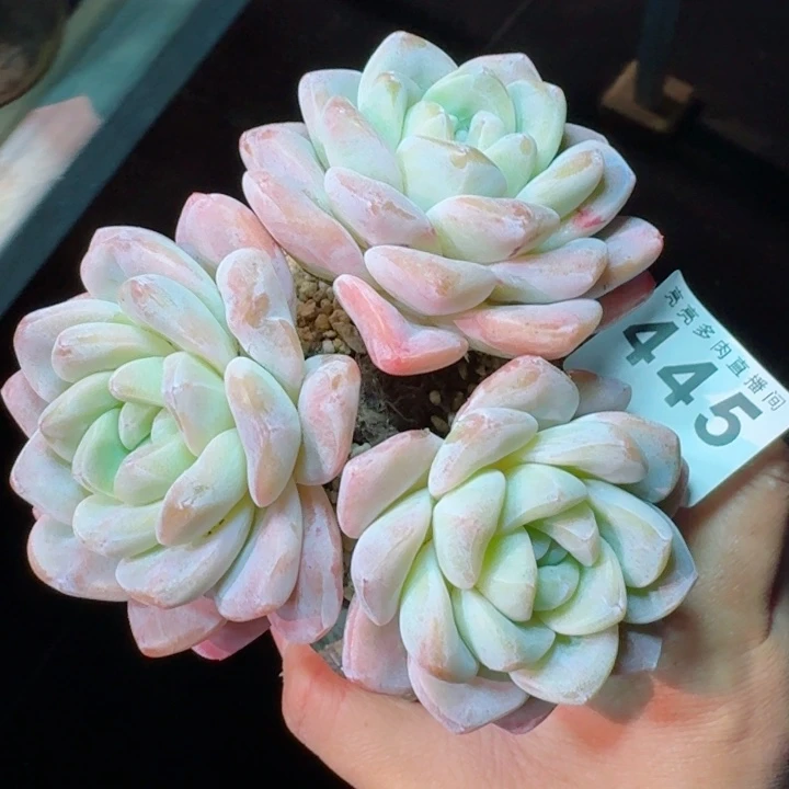 老桩冰玉         精控精养多肉植物