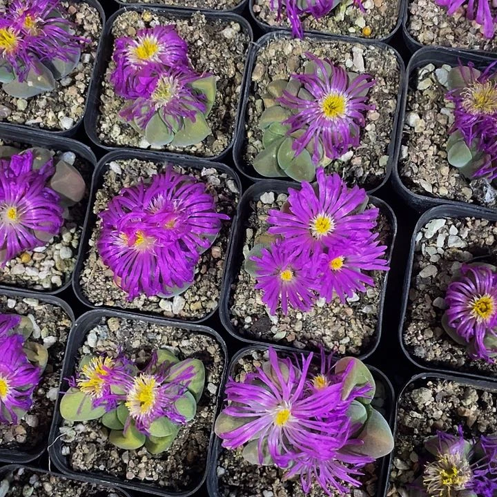 无比玉2.8带盆土