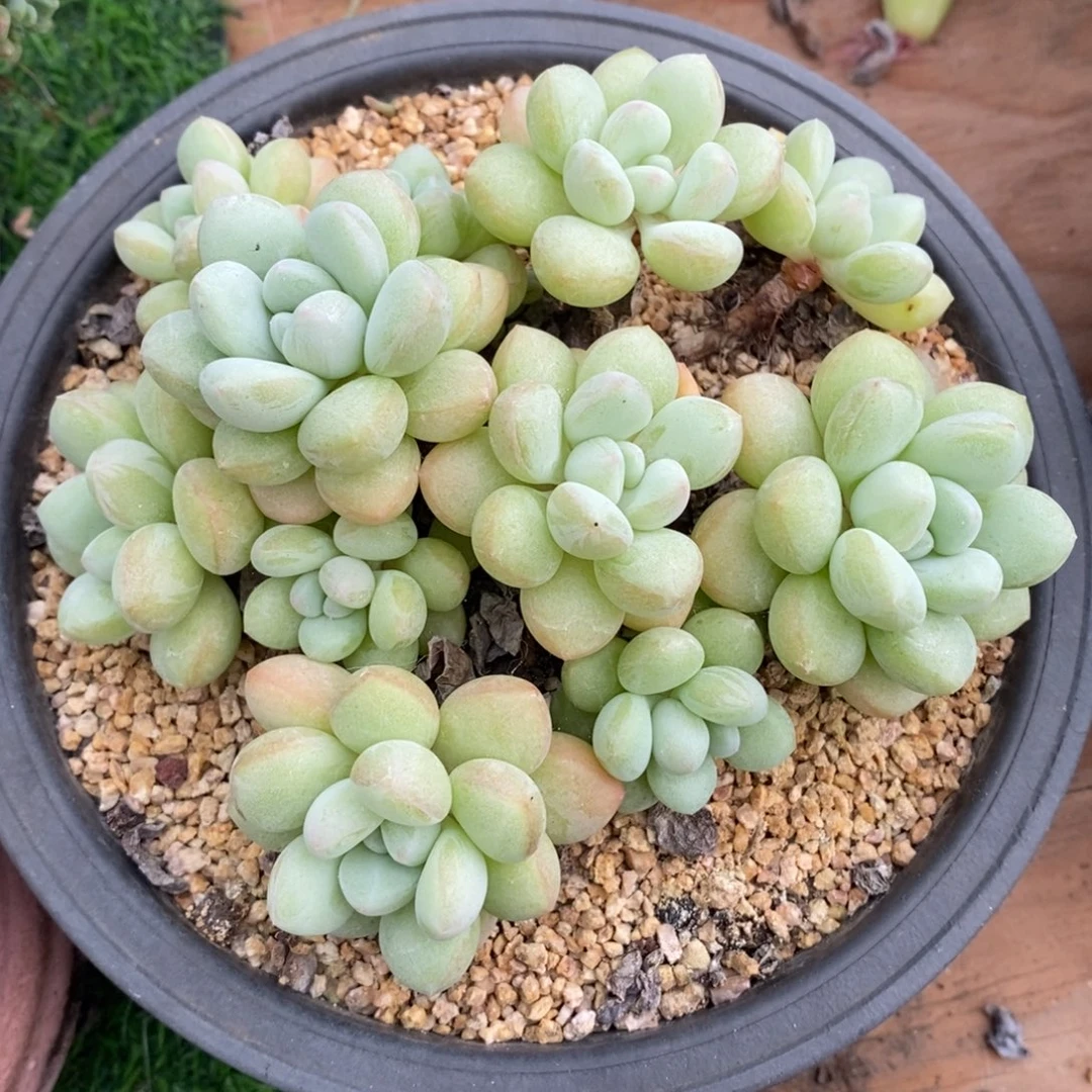 泡泡糖老桩非偏远包邮
