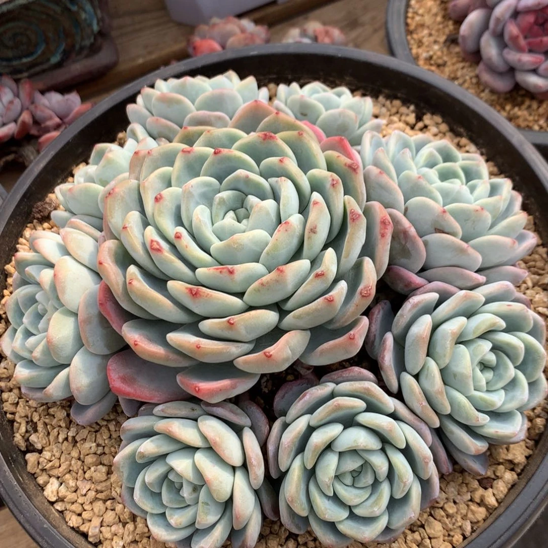 上**?A913售后范围，7天，录开箱视频