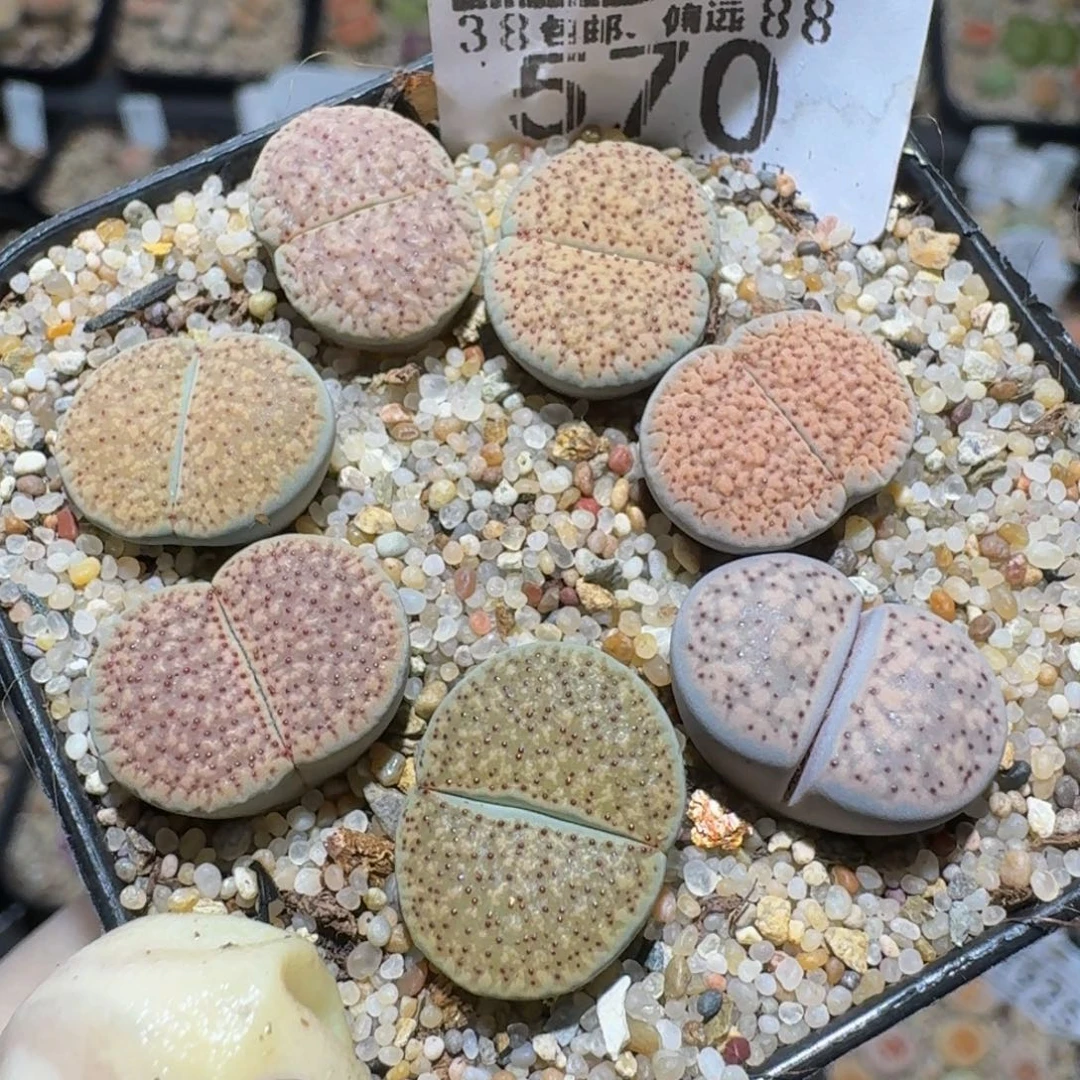 zzzz精品生石花570
