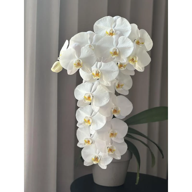 蝴蝶兰《大白v3》桌面阳台花卉盆栽