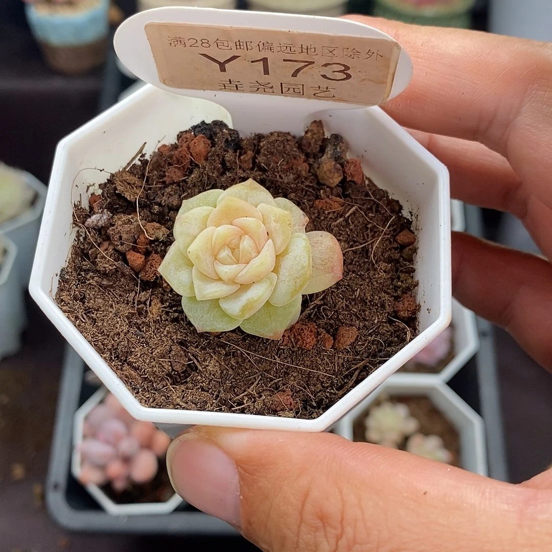 0173 冰贵妃 2.5cm