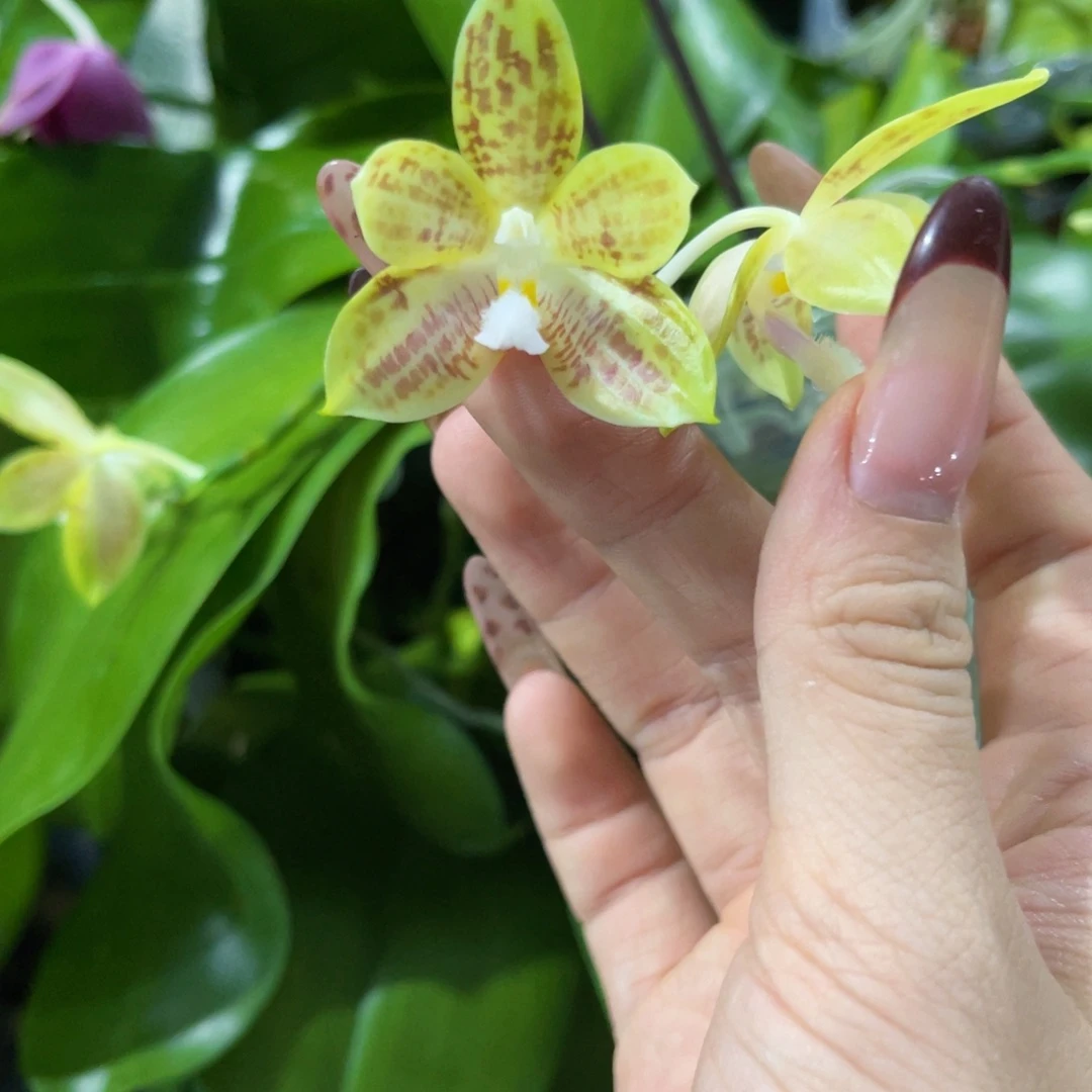 无花朵蝴蝶兰原生蘑菇盾