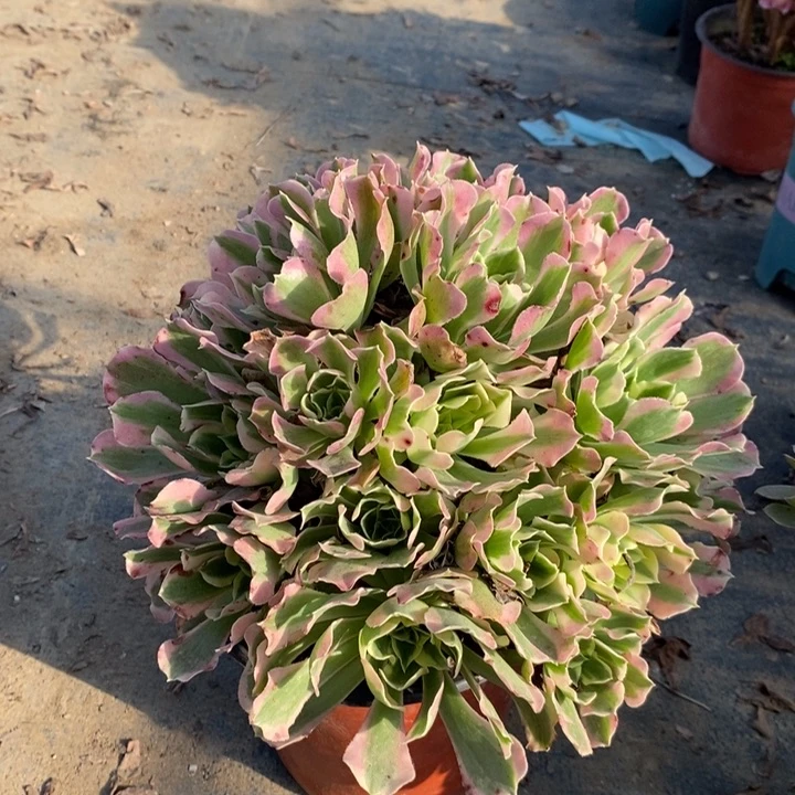 白凤多肉植物36。