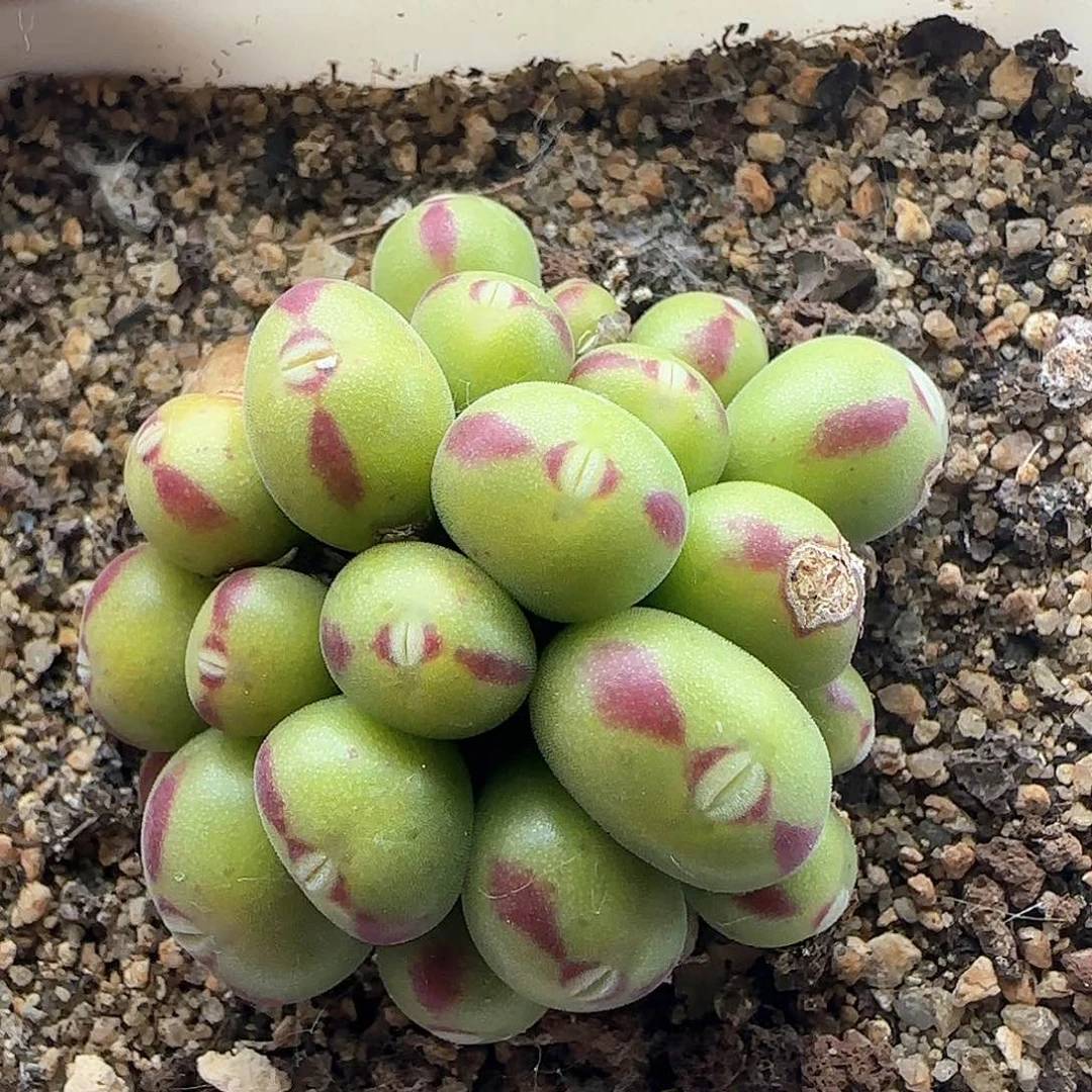 哈哈哈哈哈哈37297