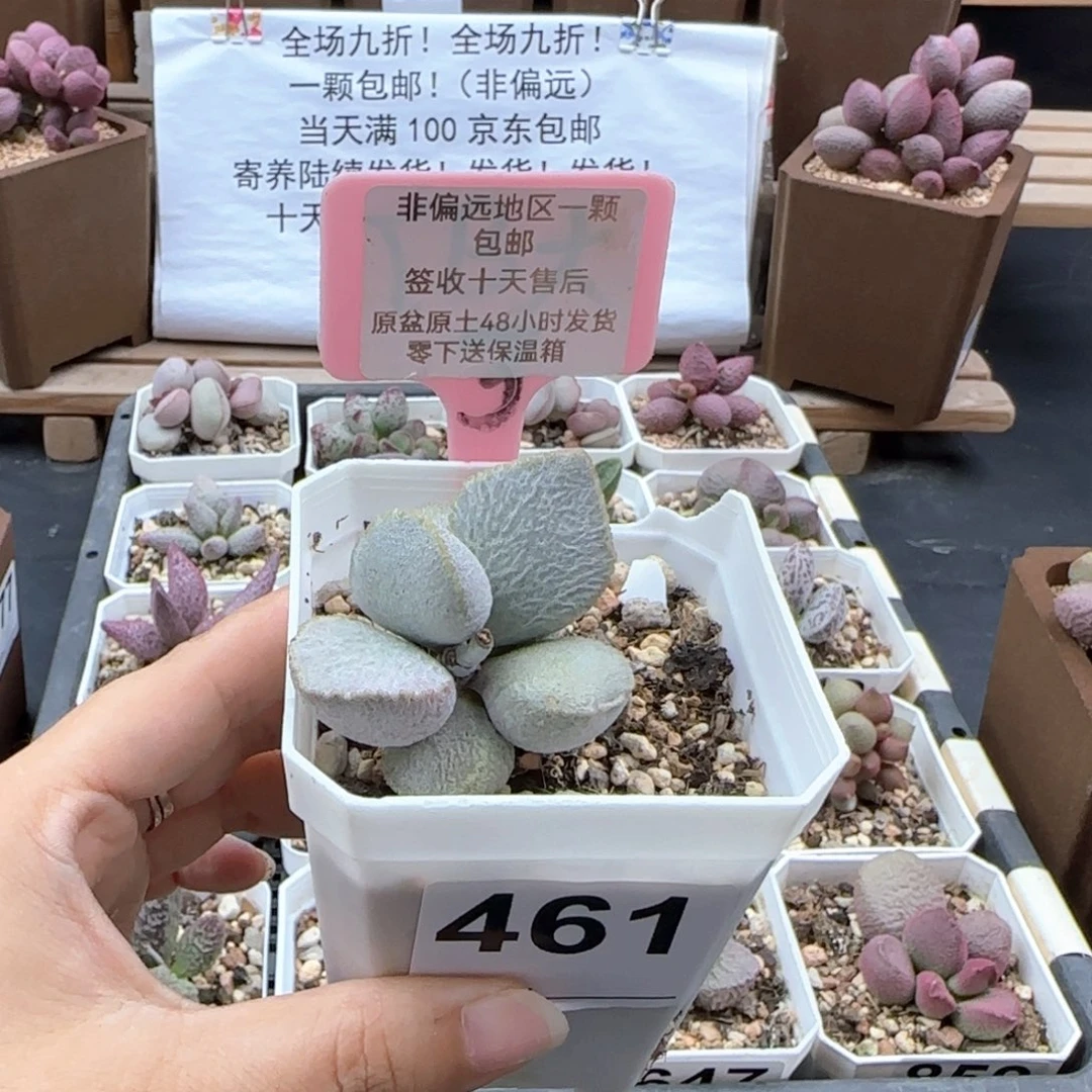 461圣姬多肉植物