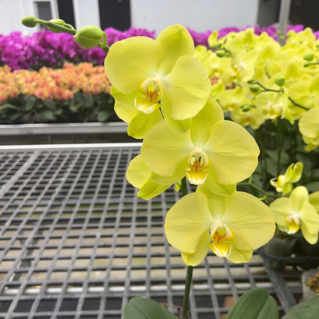 【青睐06】3.0寸中大花黄绿色带花易养活花卉盆栽佛山基地批发直播次日达