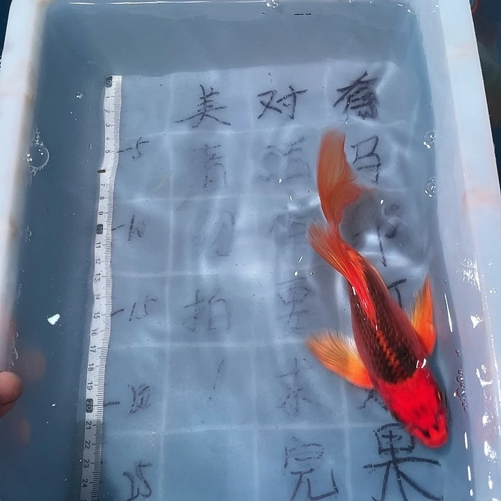 蝴蝶鲤鱼渔场直发96