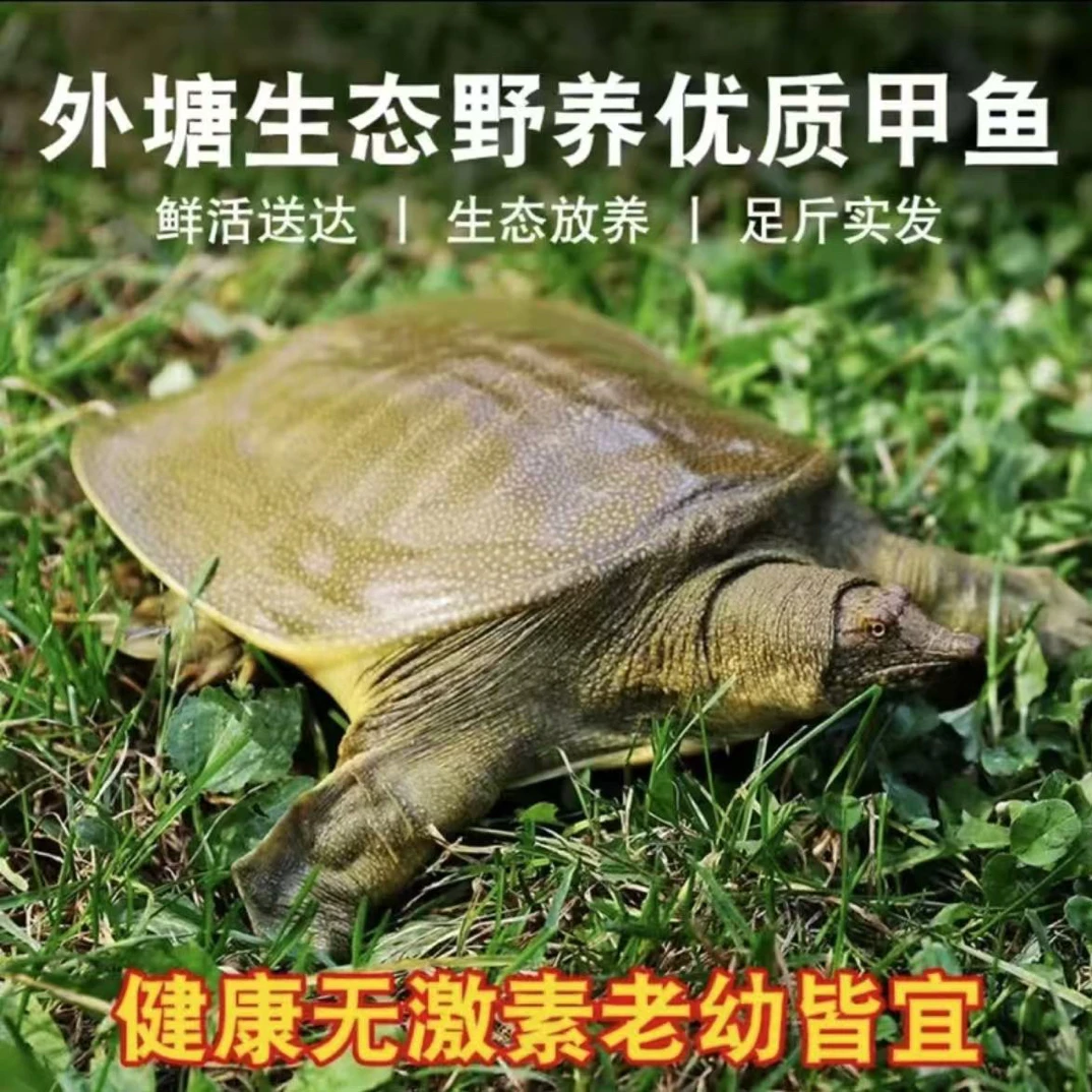 湖南常德生态甲鱼外塘水库甲鱼王大团鱼生鲜甲鱼