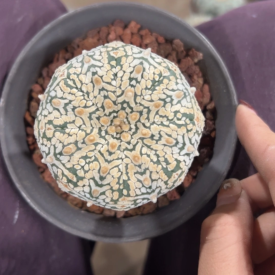 一***馆实生兜一物一拍567@