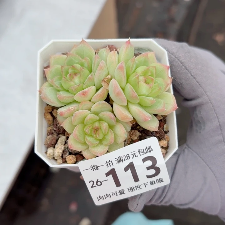 麦秆无盆土发货多肉
