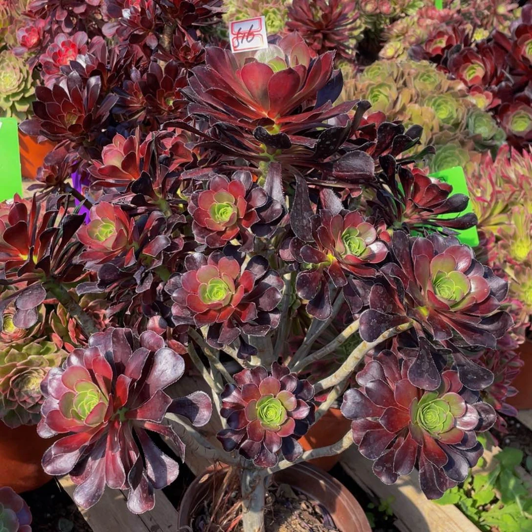 y***j妖桩新品鲜花516