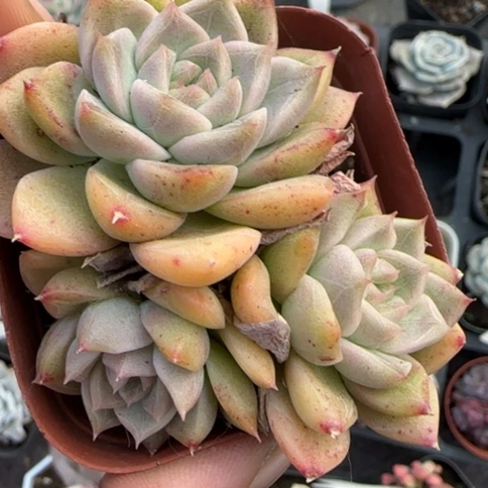 377麦秆多肉植物多