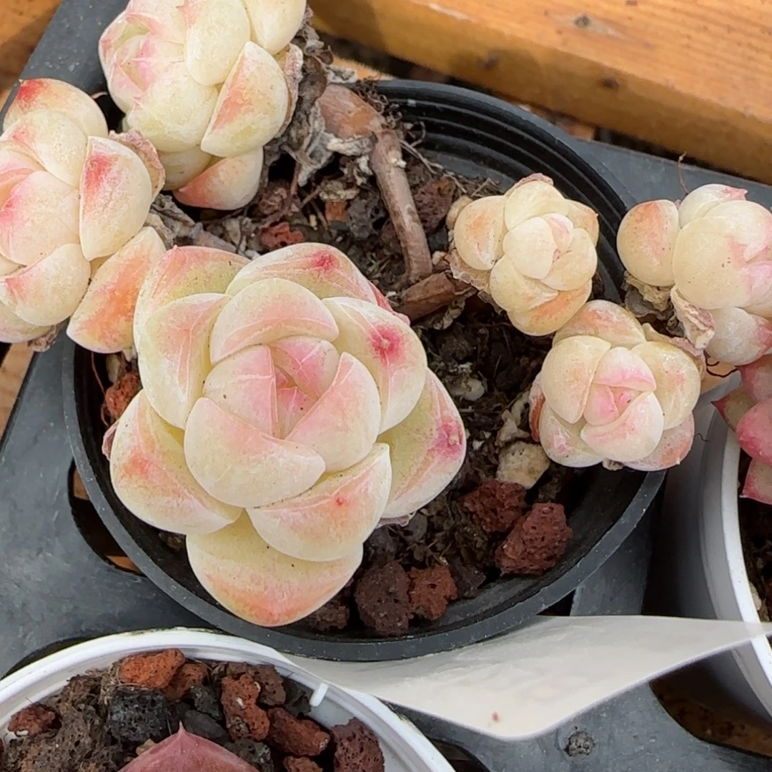 花语逸境0223-294开播福利