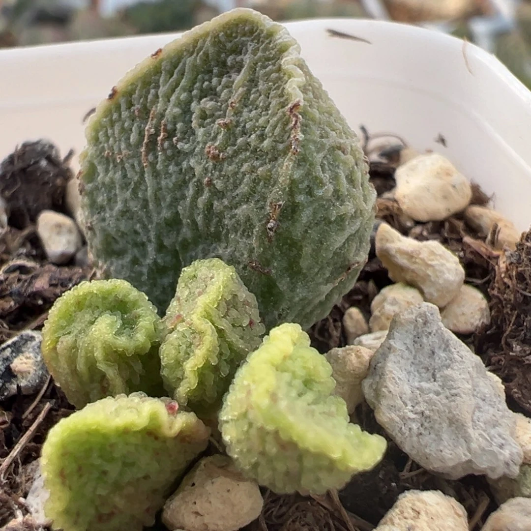 细腻拉丝纹实生新品大苗