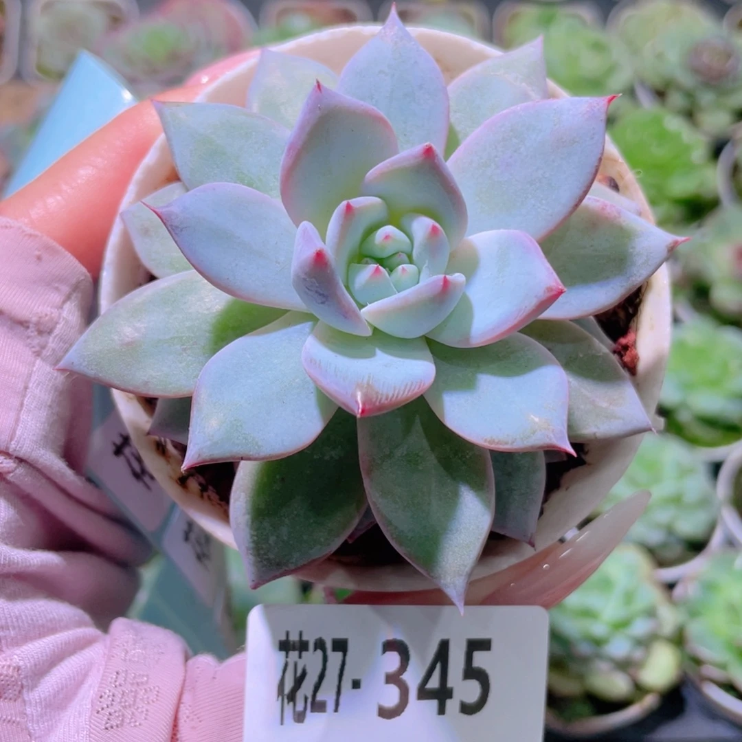 花利美27-345粉蓝鸟