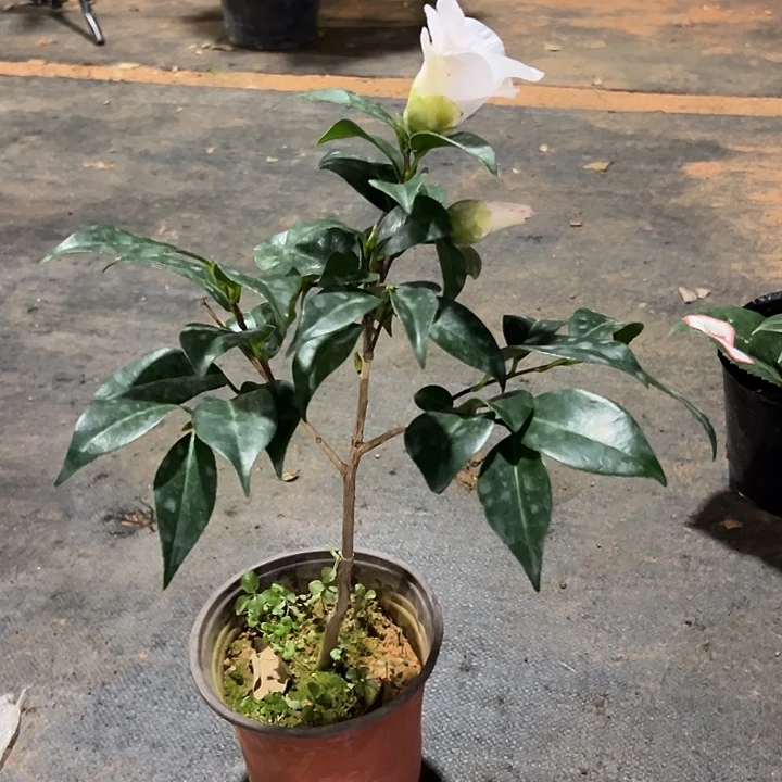 大部分花苞少量开放，绞初岚