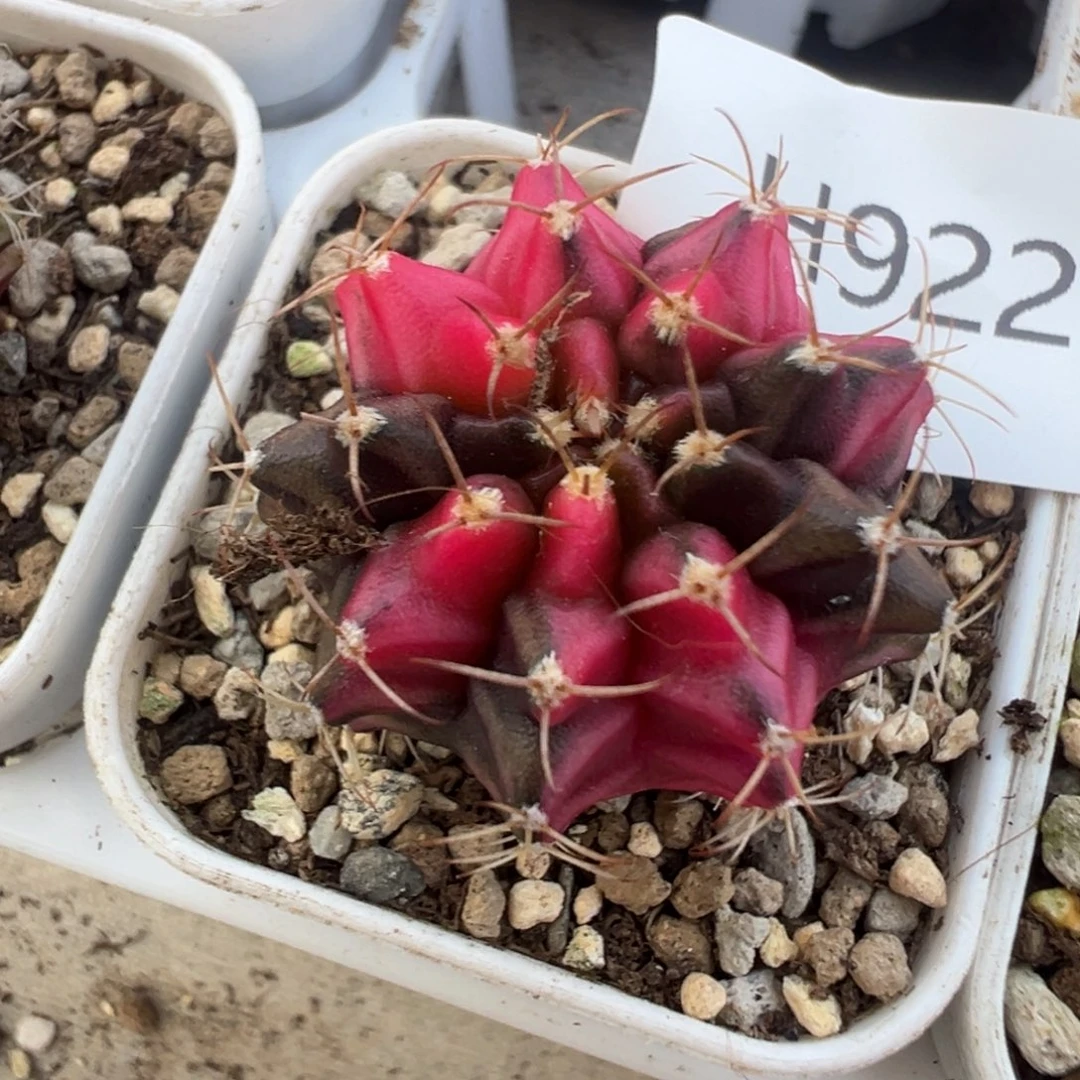 922 好看的米哈冲冲冲