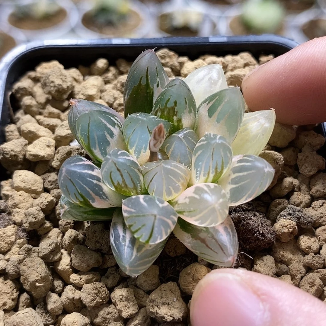 197霓虹灯哈哈哈哈哈