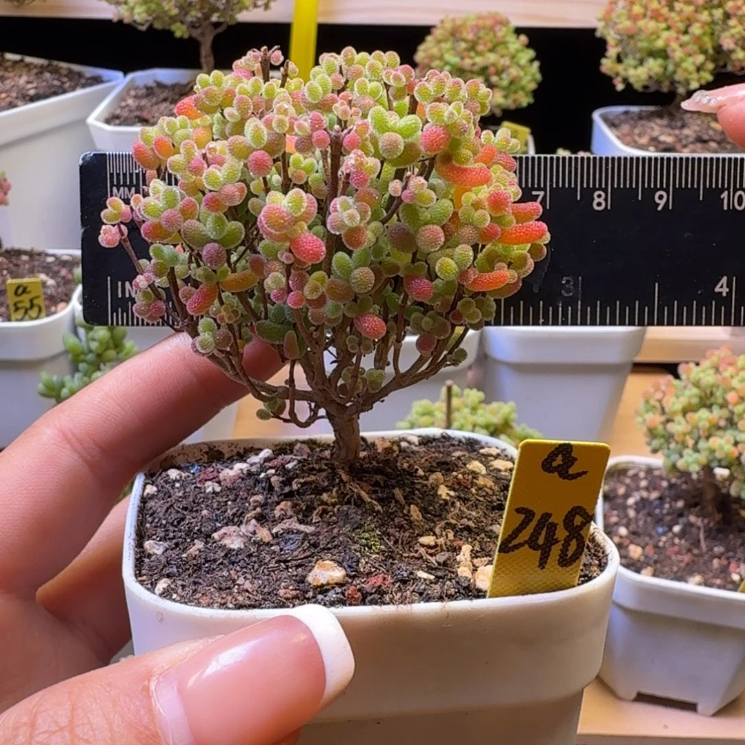 a248号橘子糖冠服6.5厘米左右