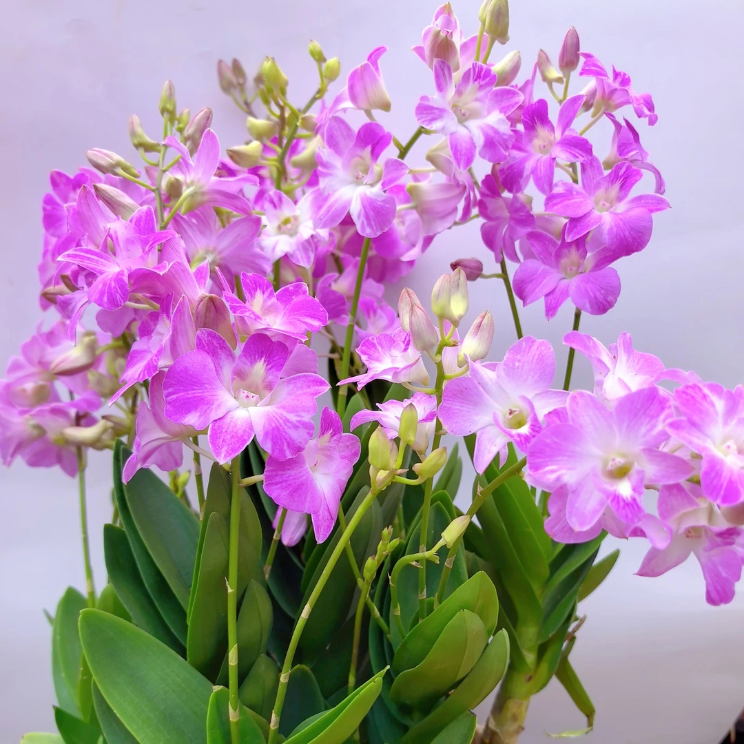 粉色油画泼墨秋石斛兰紫粉色兰花室内庭院养植兰花花期长