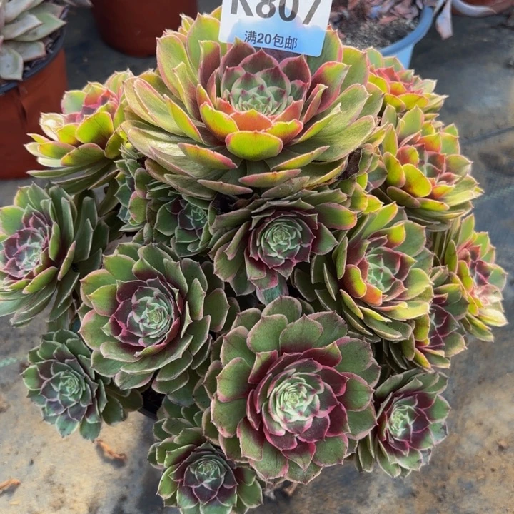 瑞妈多肉园艺。807粉花妖