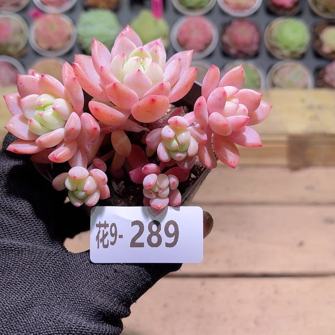 花09-289洛丽塔群