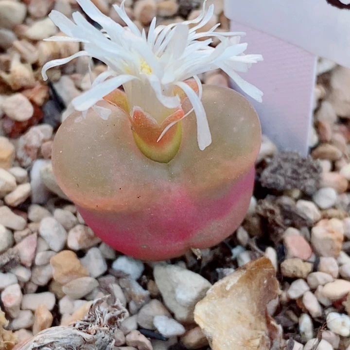 生石花花花花开了963